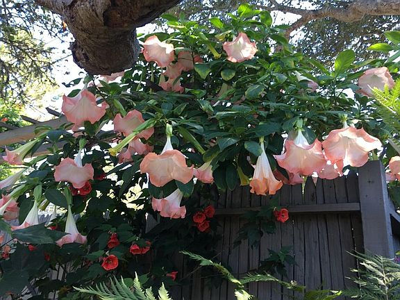 Angels Trumpet in front garden