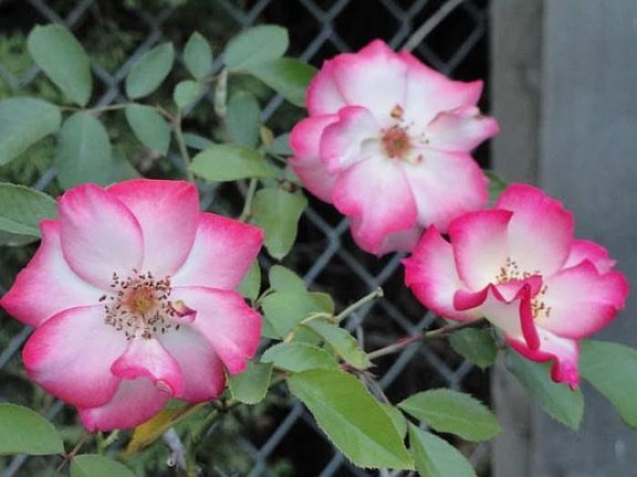 Stop, smell the roses:)