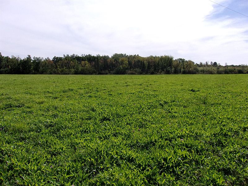 2nd image of 0 INDIAN TRAIL Road