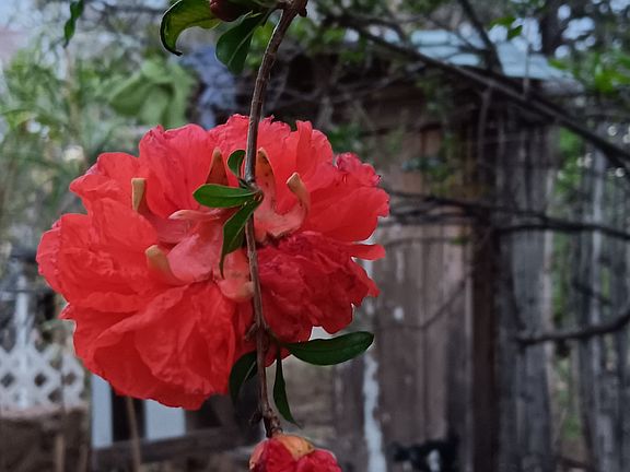 Ornamental pomegranate tree outside glass door.