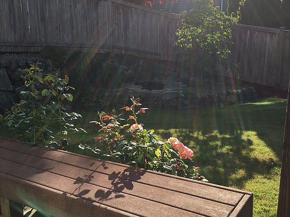 Fenced Yard w/pond & Roses