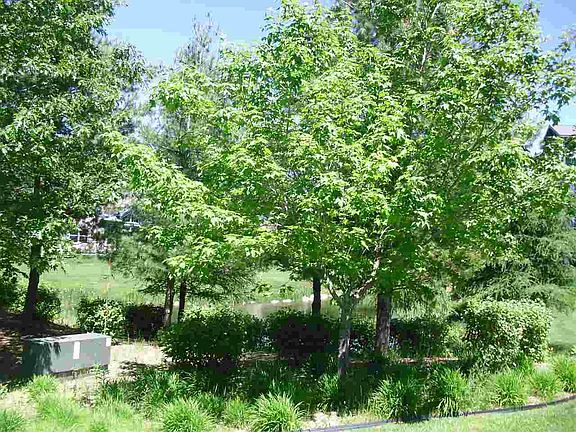 4th image of 1249 Lakeshore Park Pl