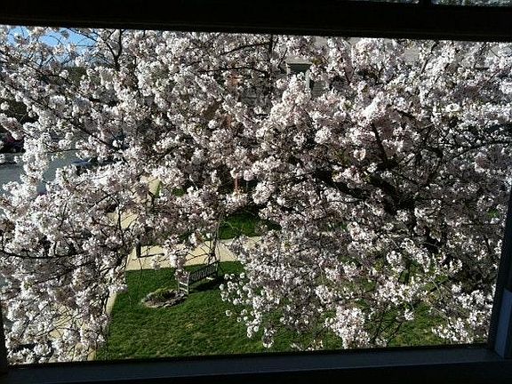 Cherry blossoms in the kitchen