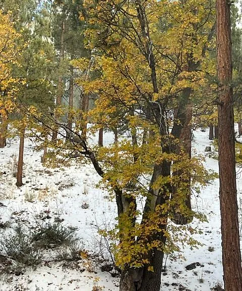 snowing in the back, a seasonal stream will melt, so beautiful!