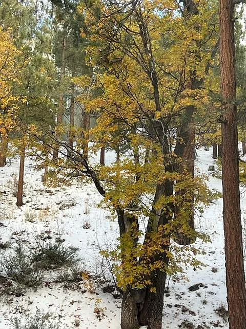 snowing in the back, a seasonal stream will melt, so beautiful! - 1242 Minton Ave