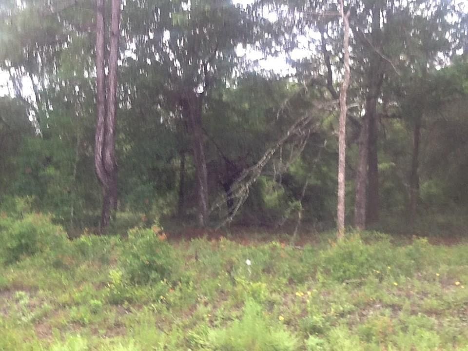 2nd image of 95684 Clearwater Rd