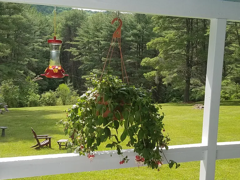 Hummingbird at Deck feeder.