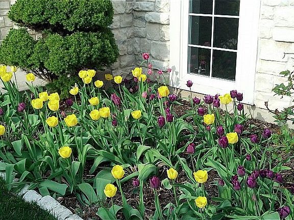 Over 1,000 tulips were plant