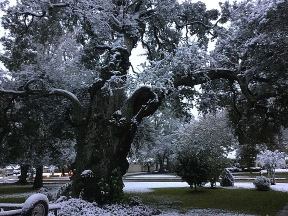 Giant old oaks in f-yard.