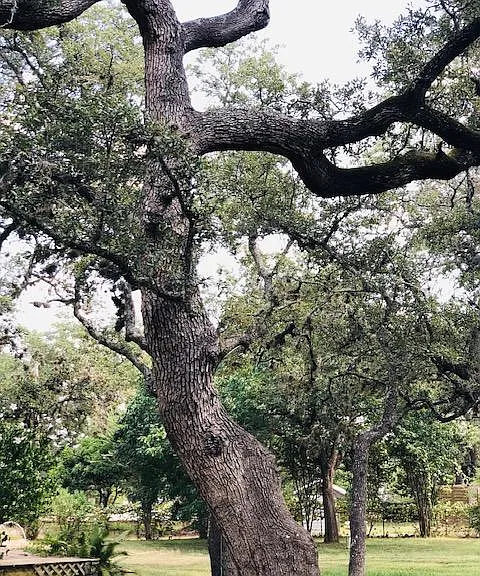 Beautiful oak trees all over the one acre property.