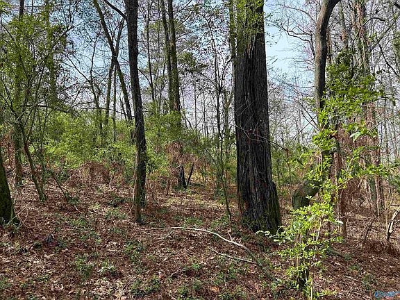 4th image of LOT 13 County Road 914