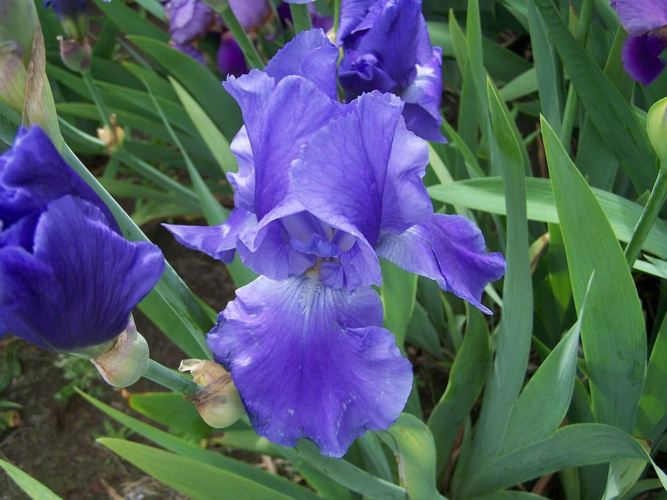 iris garden