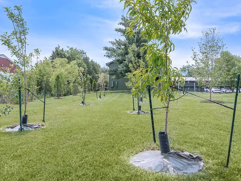 FRUIT ORCHARD