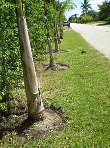 1st image of 1724 NW 18th St