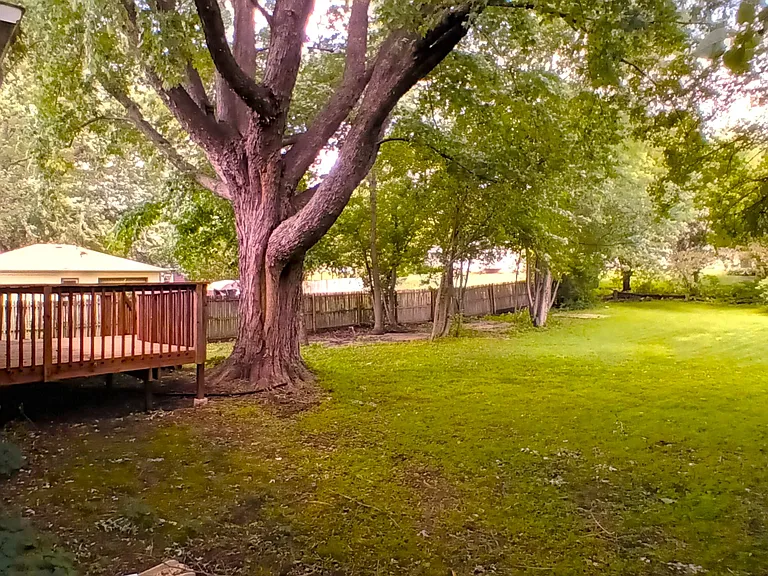 Backyard