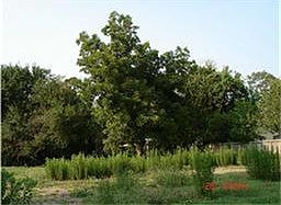 View of Tree on Property