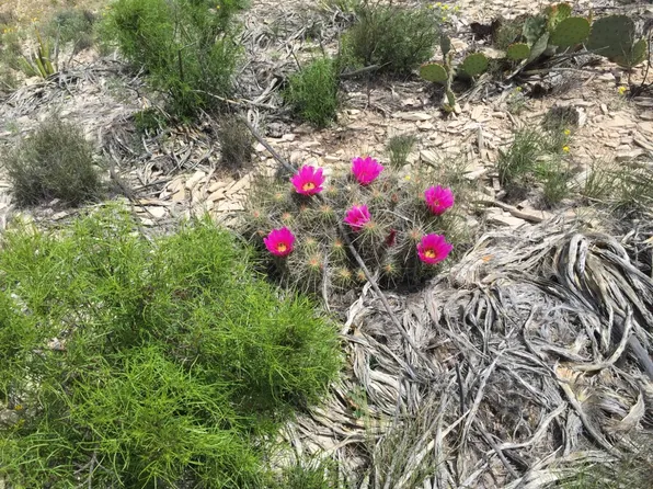 26 Hermans Peak Rd #2675, Terlingua, TX 79852