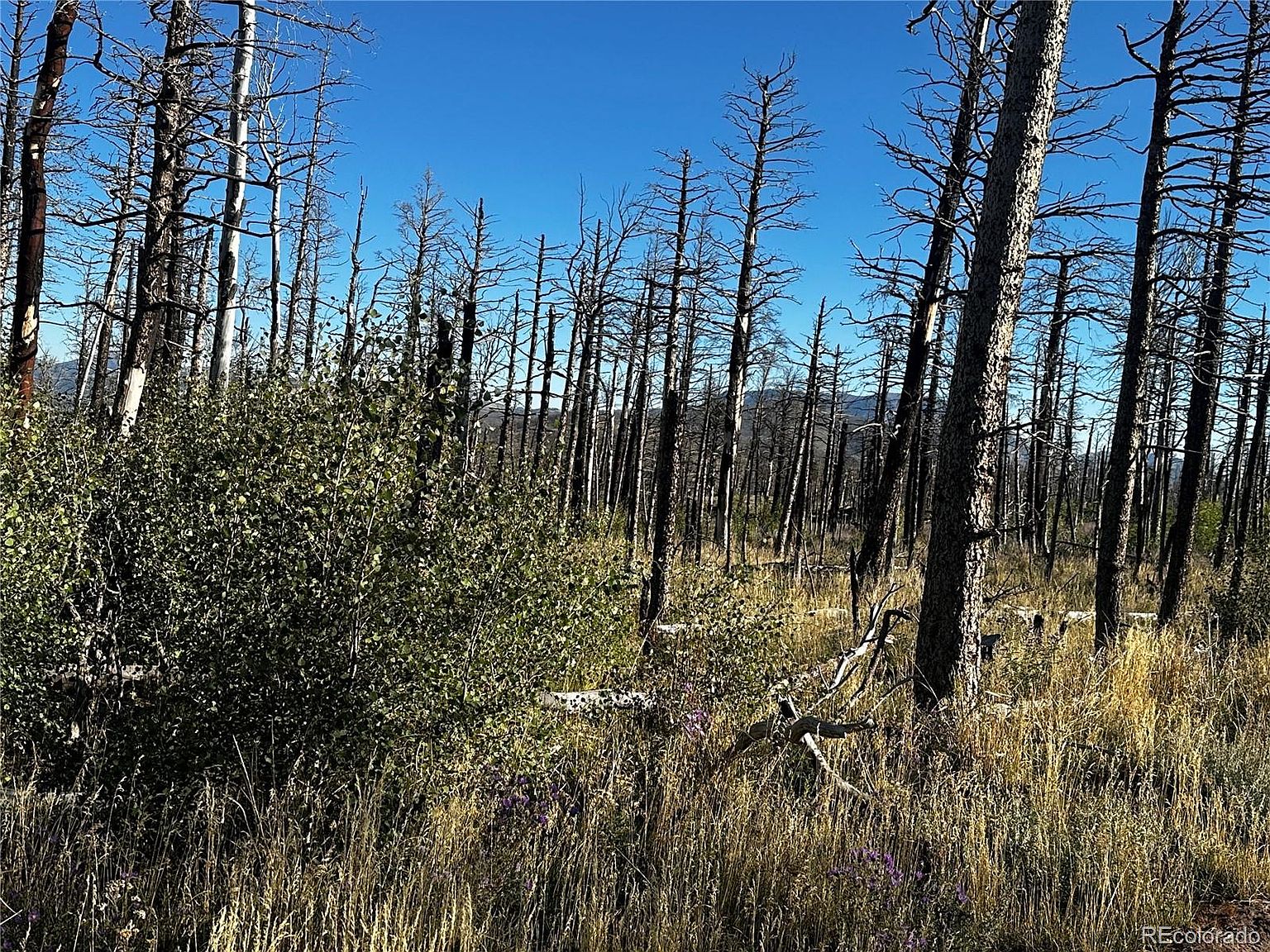 2268 Port Loop Drive Lot 2268, Fort Garland, CO 81133 Zillow