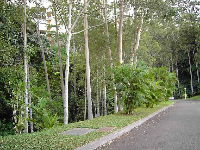 Lemony Scent of Eucalyptus trees line the driveway to the apartment.