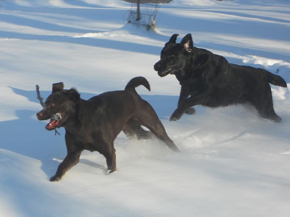 Tons of room for big dogs