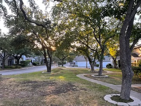 Community oak trees