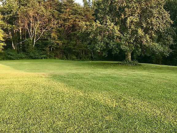 Side yard, pear tree 