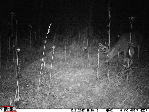 Recent trail cam photo.