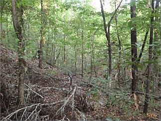 3rd image of 1022 Dogwood Trl