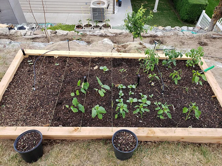 Backyard has grass area and some raised garden beds. Plum tree in background has grown since this picture.
