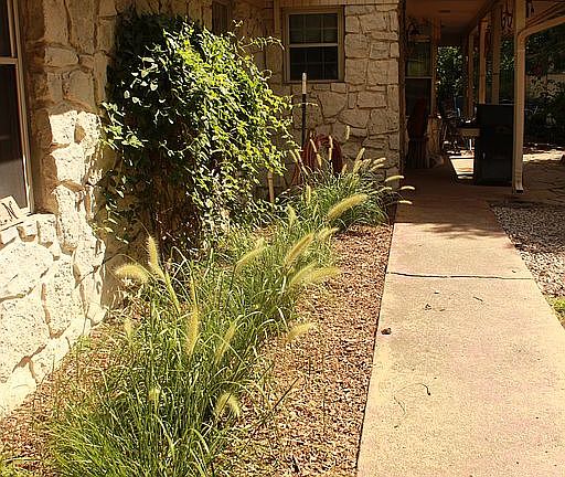 Honeysuckle & Fountain Grass
