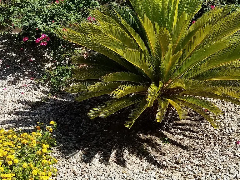 19239 N Mohave Sage Way — Photo 14