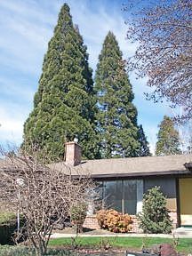 Front view of large cedar trees