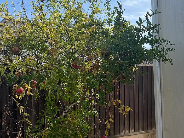 pomegranate fruit tree