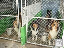 Kennel