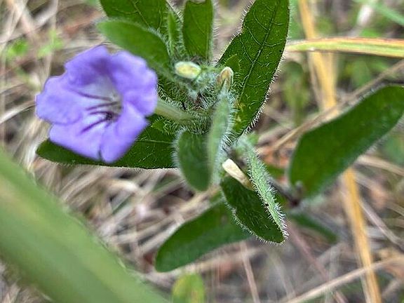 5th image of N Ridge Rd