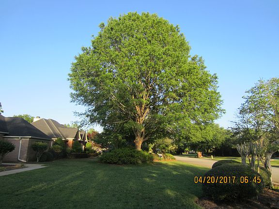 Mature Neighborhood