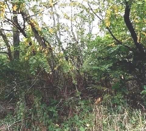 5th image of 15975 County Road 48