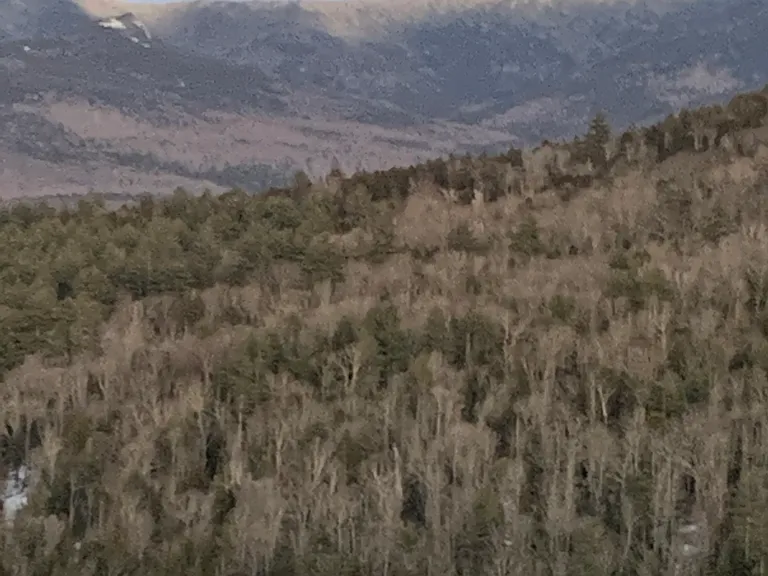 52 Weeping Birches Ln — Photo 4