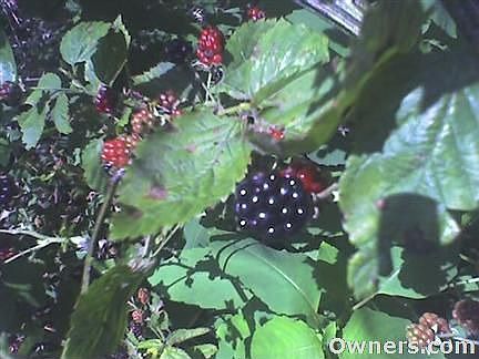 Blackberries on property