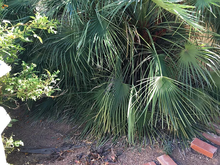 front yard detail