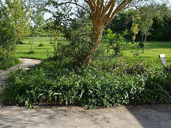 LOTS OF LUSH GREENERY. EVERYWHERE. JUST NEEDS A LITTLE LOVING TENDERNESS...