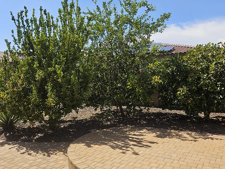 rear yard