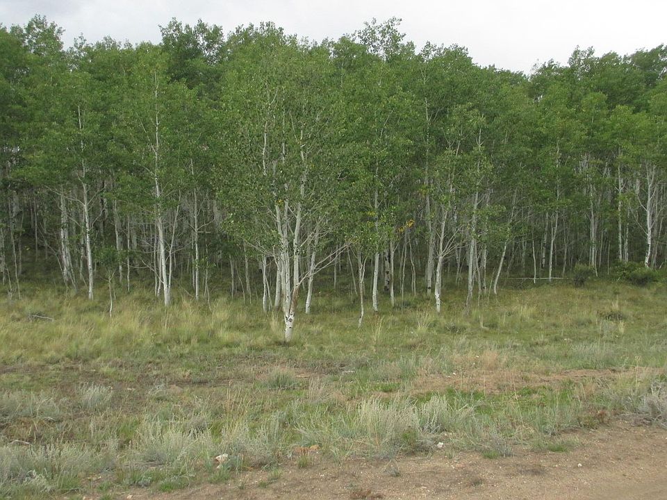 1st image of 800 Horn Rd