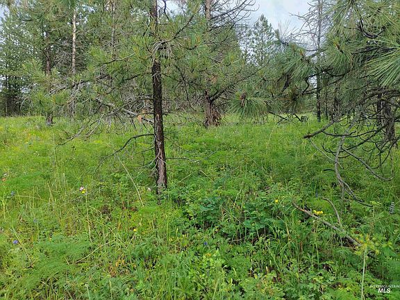 5th image of Jackpine Rd