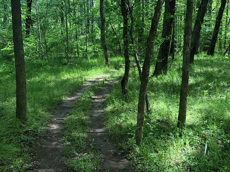Path to river