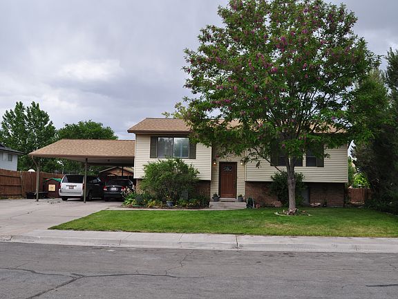 Locust tree in bloom.  Wide driveway