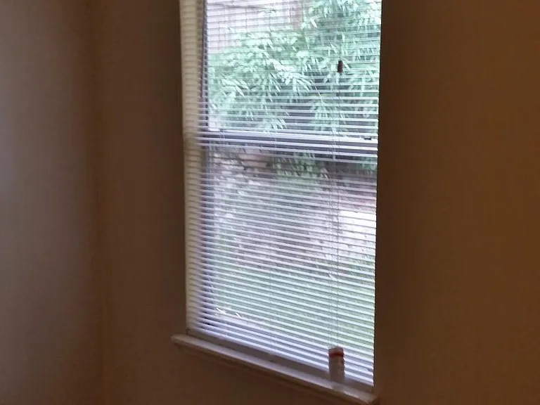 Bedroom window view of backyard.