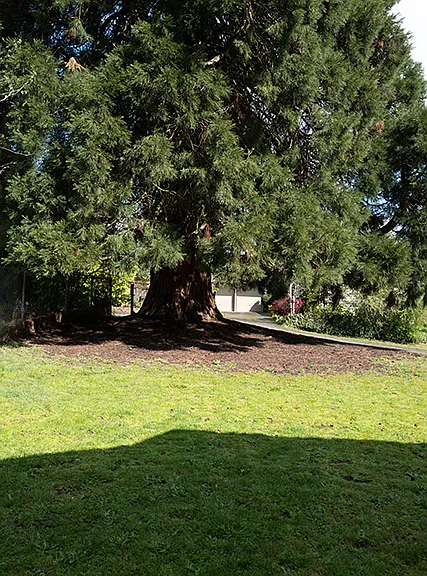 front yard