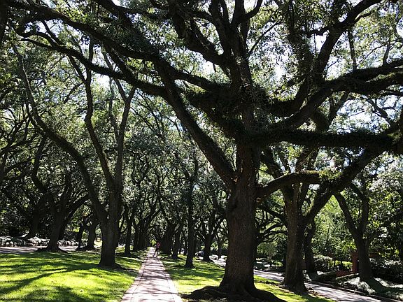 Trees on South Blvd