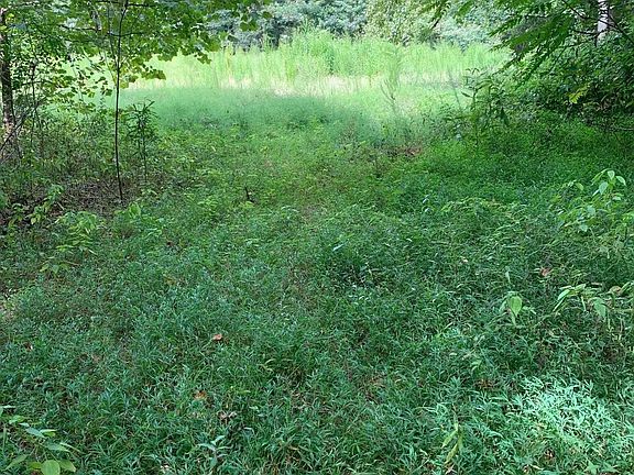 5th image of 81 Honeysuckle Dr